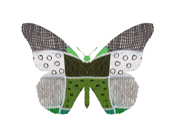A green butterfly